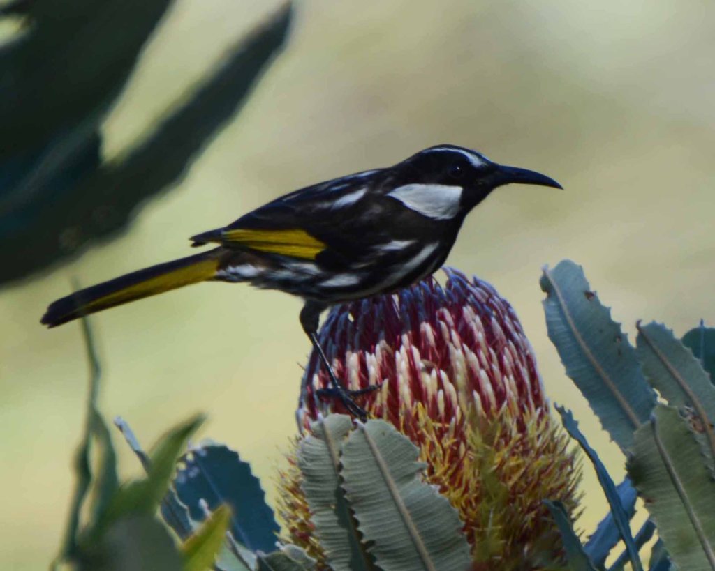 White-Cheeked Honeyeater