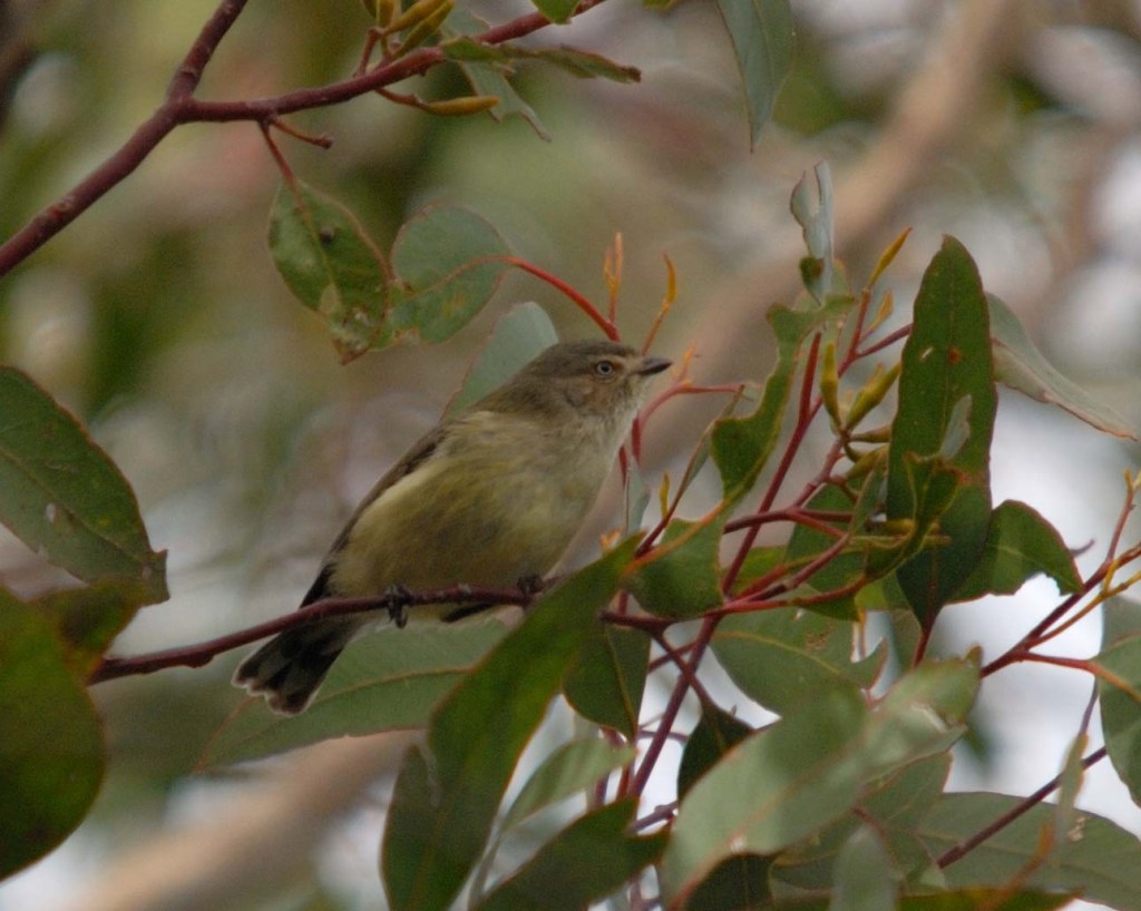 Weebill