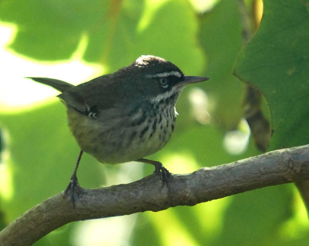 White-browed Scrubwren