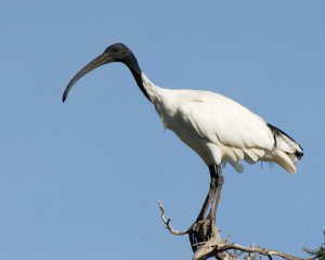 Australian White Ibis