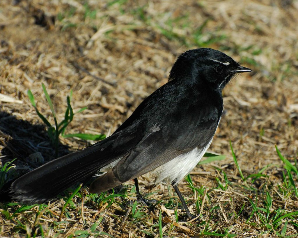 Willie Wagtail
