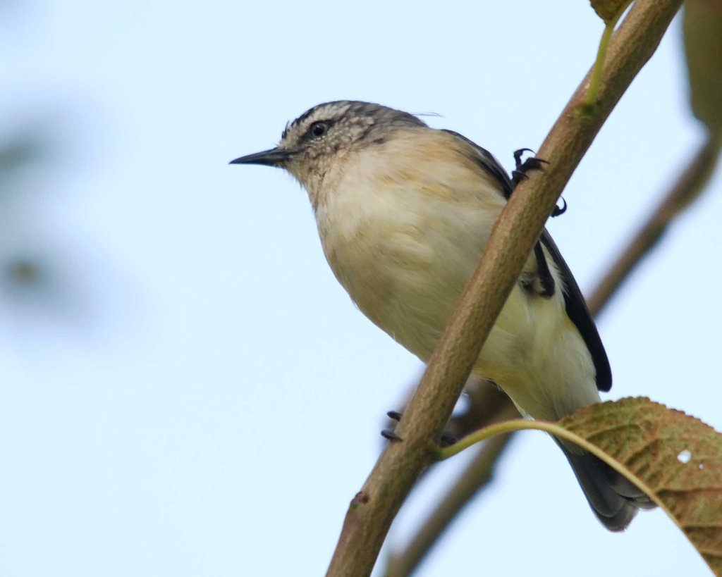 Yellow-rumped Thornbill