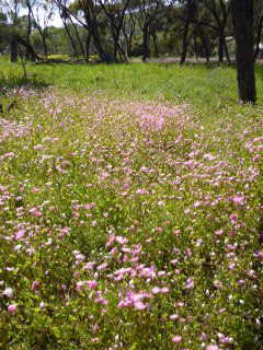 Everlastings Toodyay