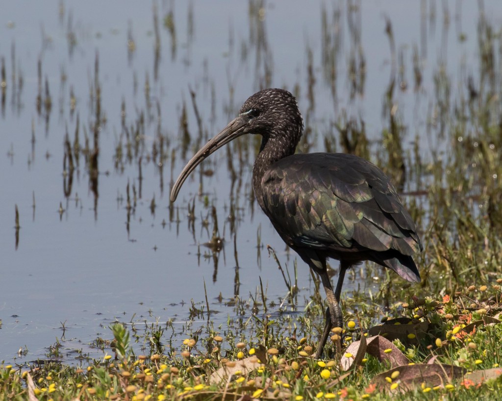 Glosy Ibis Christer Landgren
