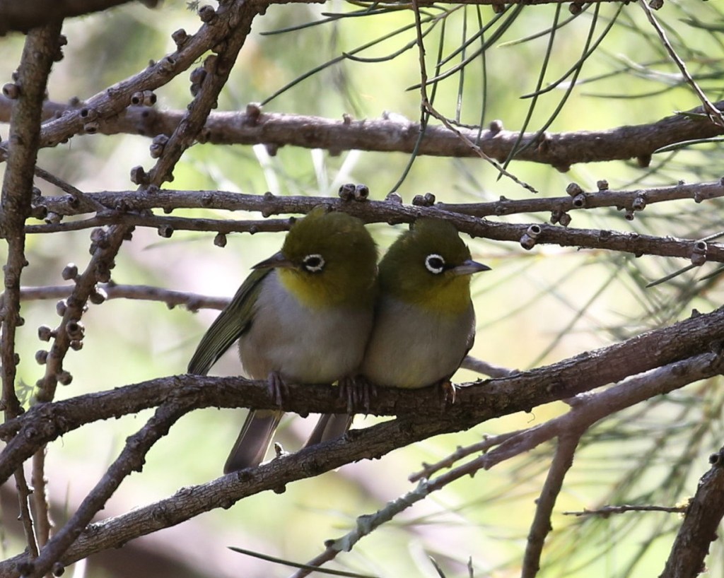 Silvereyes by Robert Lewis