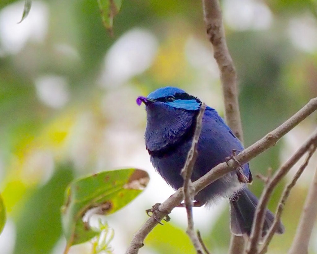 Splendid Fairy-Wren by Tomomi Iijima