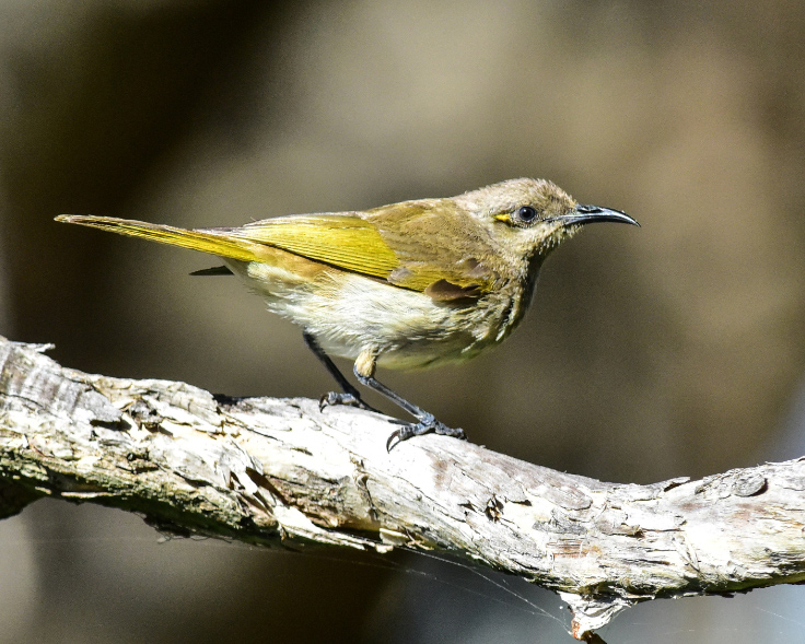 Brown Honeyeater