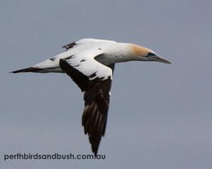 Australsian Gannet (Morus serrator)