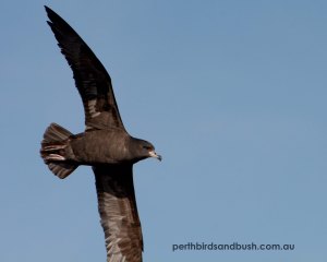 Flesh-footed Shearwater (Ardenna cardeipes)