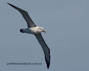 Shy Albatross (Thalassarche cauta)