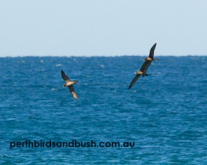 Wedge-tailed Shearwater