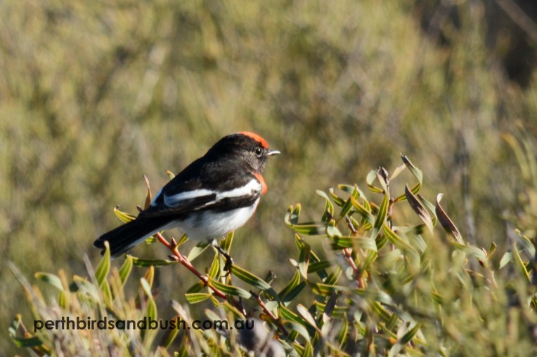 red cap robin Burma Road RP Jun18 DongaraDSC_4090pbaba