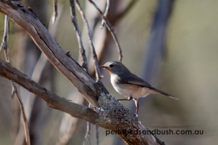 Redthroat RP Coalseam Dongara Jun18 DSC_4288pbaba