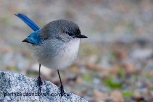 Splendid Fairy-wren