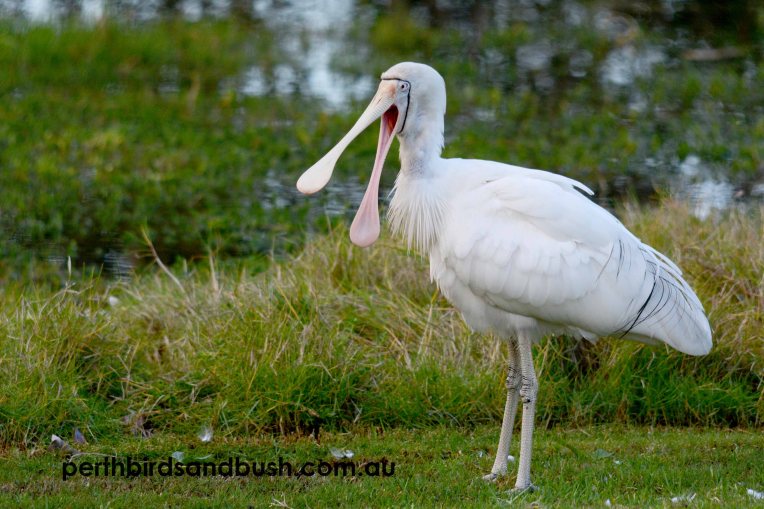 Yellow-billed Spoonbill
