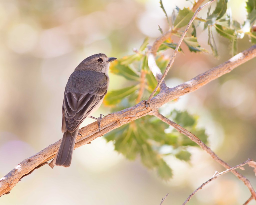 Western Whistler by Jasmine Boehm