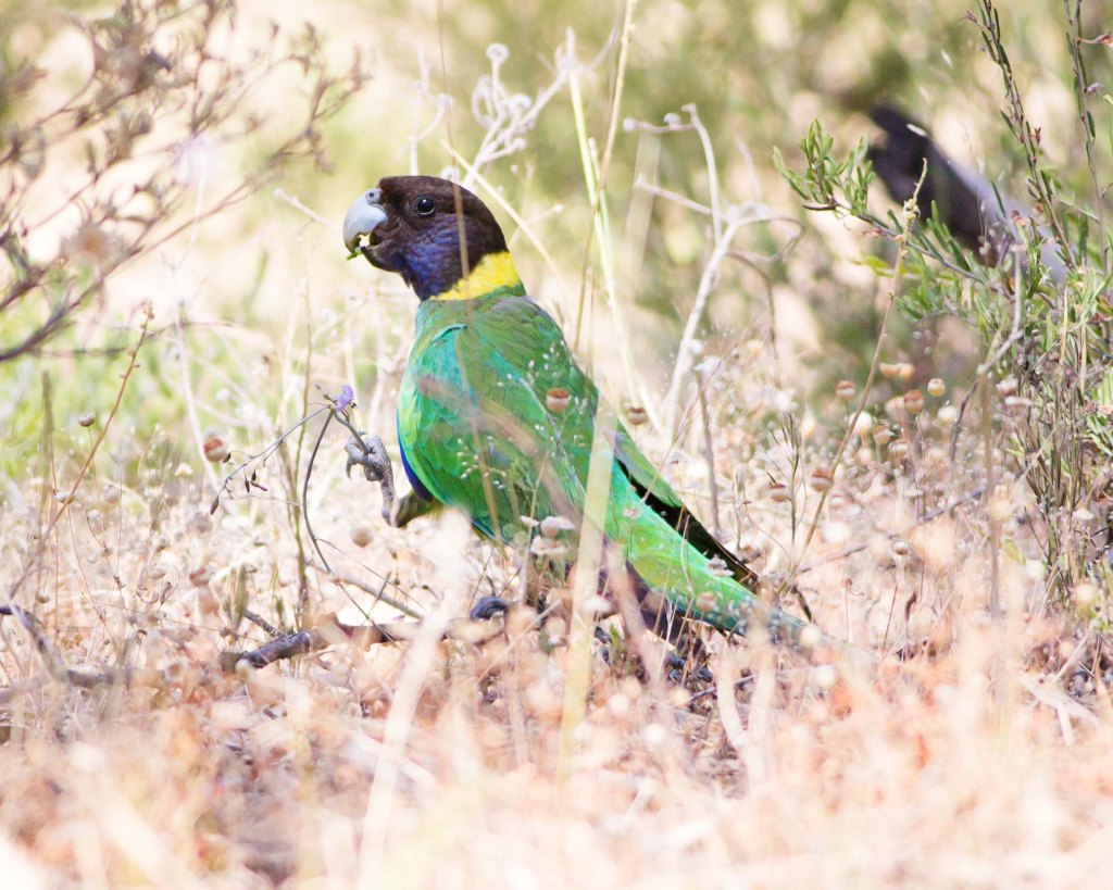 Australian Ringneck parrot by Jasmine Boehm