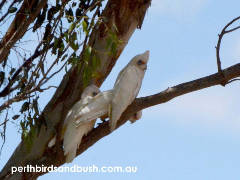 Western Corella are an endemic south west Australian bird species and are found several hours drive north or east of Perth.