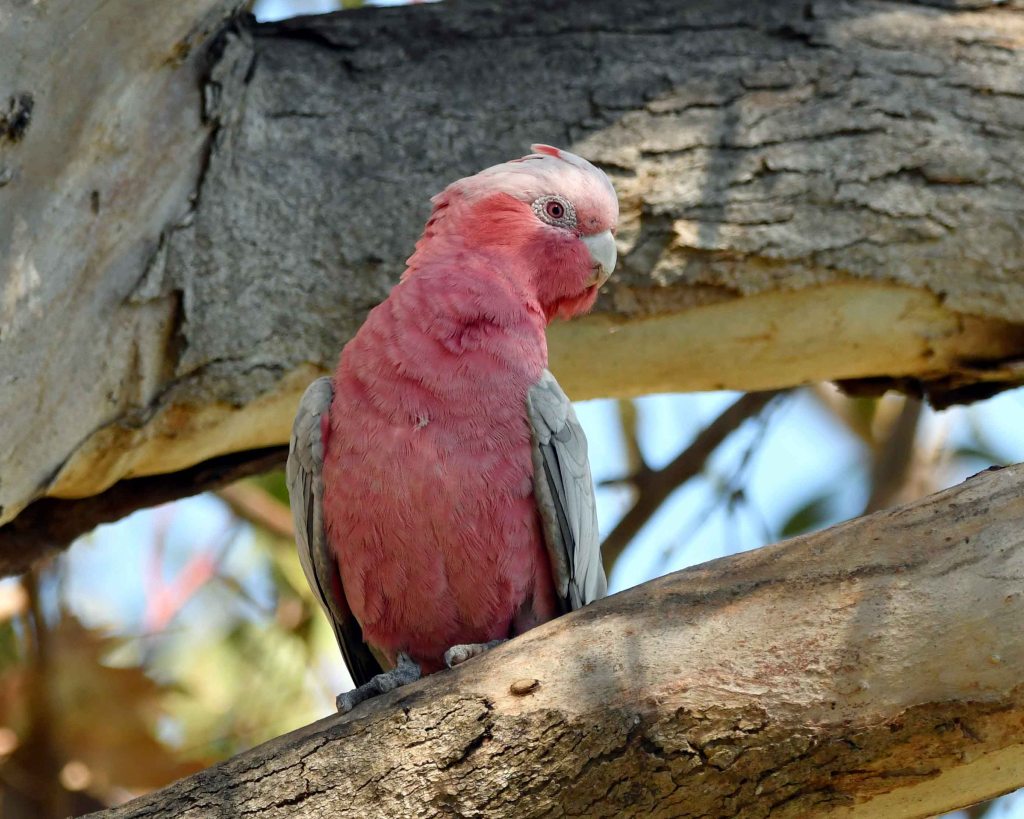 Female Galah by Stephen Root