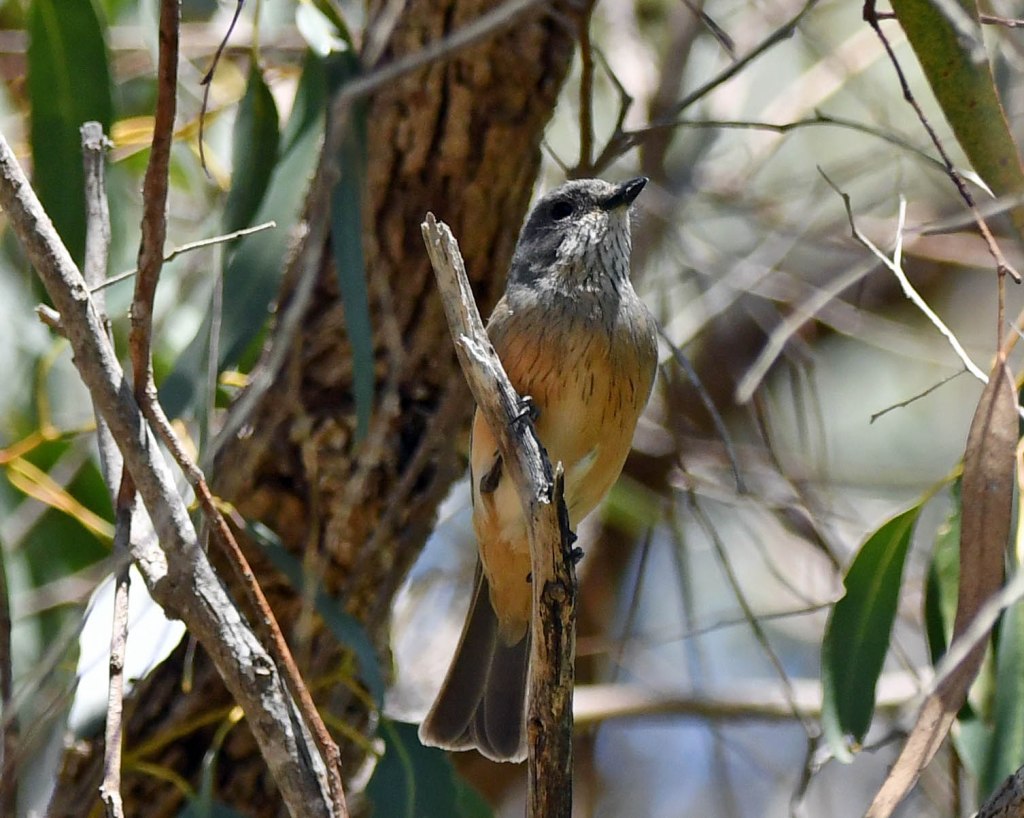 Rufous Whistler by Stephen Root