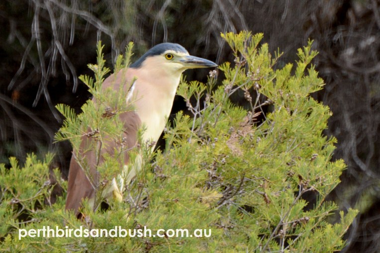 There were quite a few Nankeen Night Heron perched in the open basking in the late afternoon light.