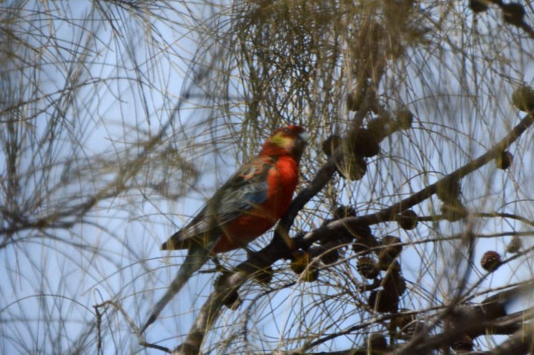 Western Rosella feeding on seeds from a Allocasuaria, which seems to be one of their favourite foods in this area.