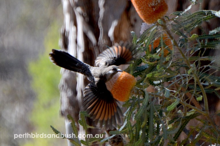 A Western Wattlebird flying from an Acorn Banksia (Banksia prionotes).