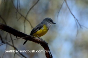 A pair of Western Yellow Robin came delightfully close to us as they hunted in the late morning.
