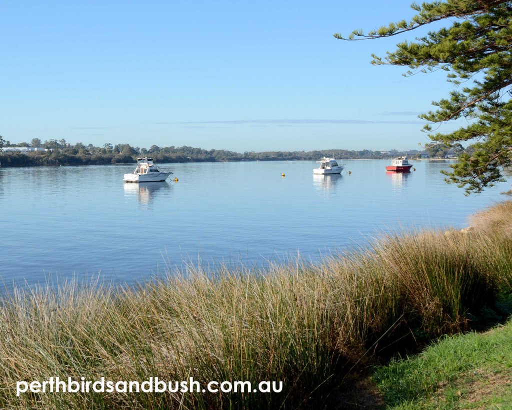Walking Beeliar Wetlands Part1 – Perth Birds and Bush