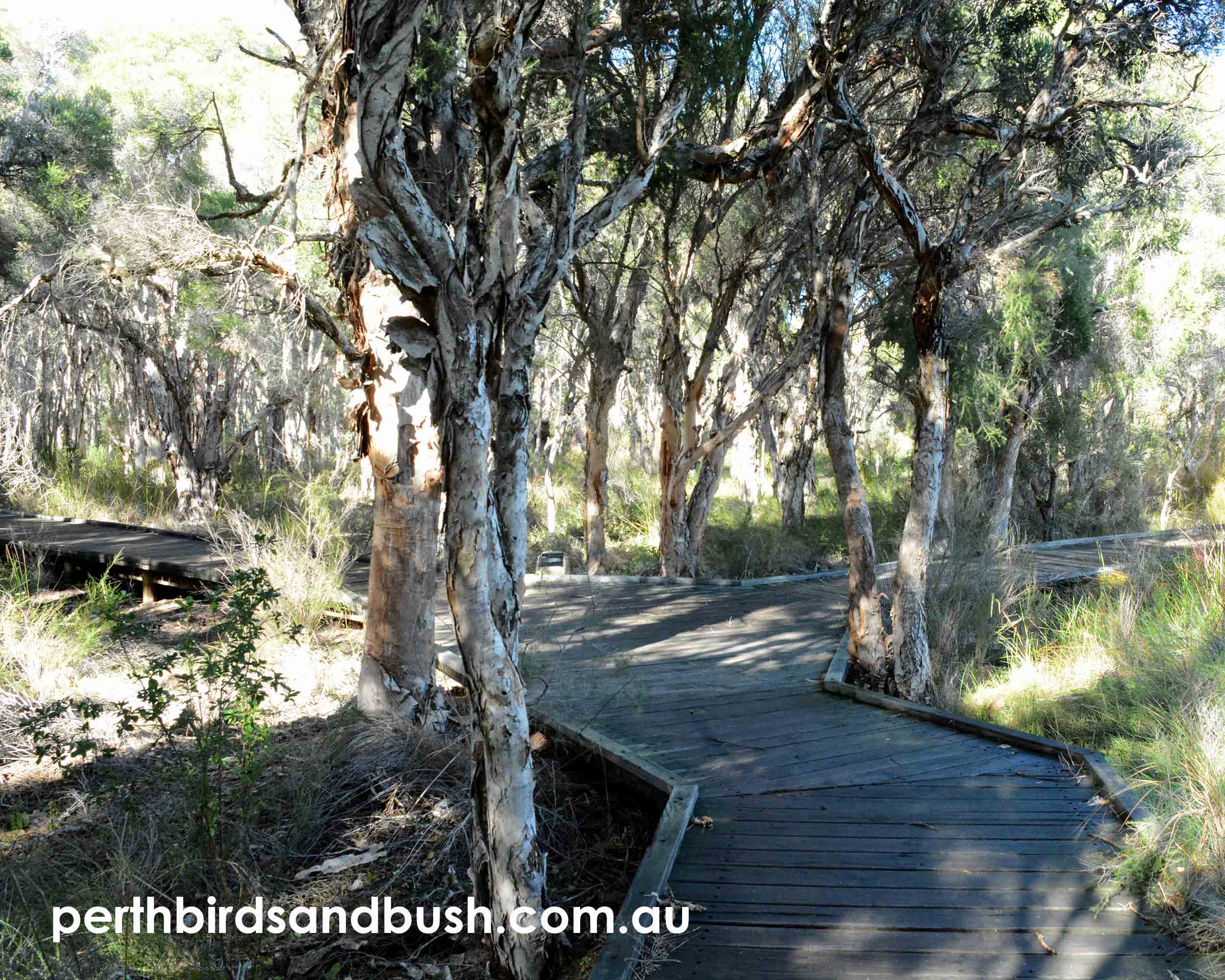 Walking Beeliar Wetlands Part1 – Perth Birds and Bush