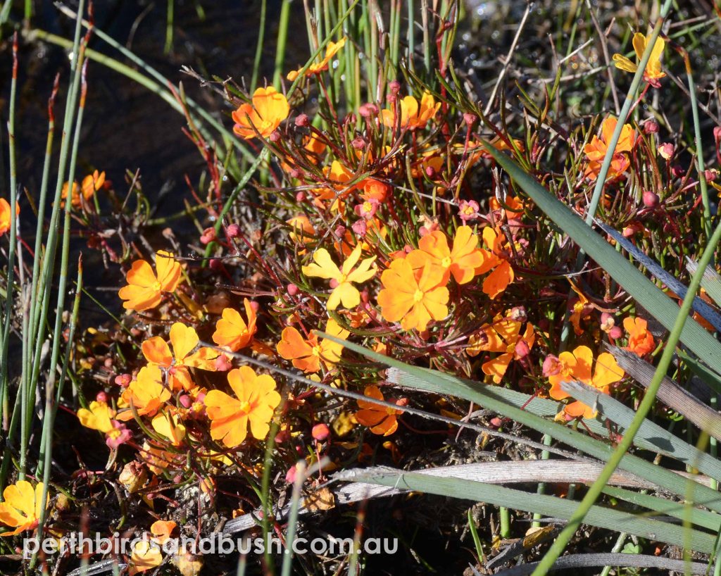Bright orange flowers
