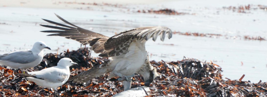 Osprey eating a fish on top of a seagrass bank.