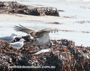 Osprey eating a fish on top of a seagrass bank.