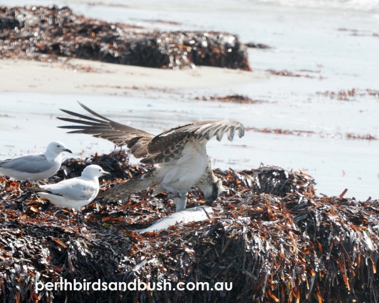 Osprey eating a fish on top of a seagrass bank.