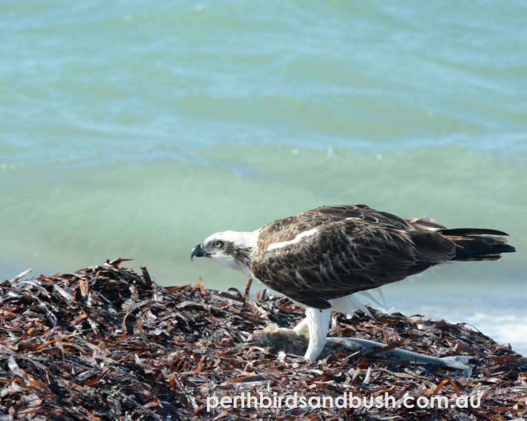 Osprey relaxing with fish on a sea grass bank